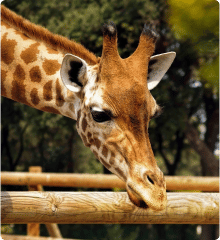 A close photo of a giraffe